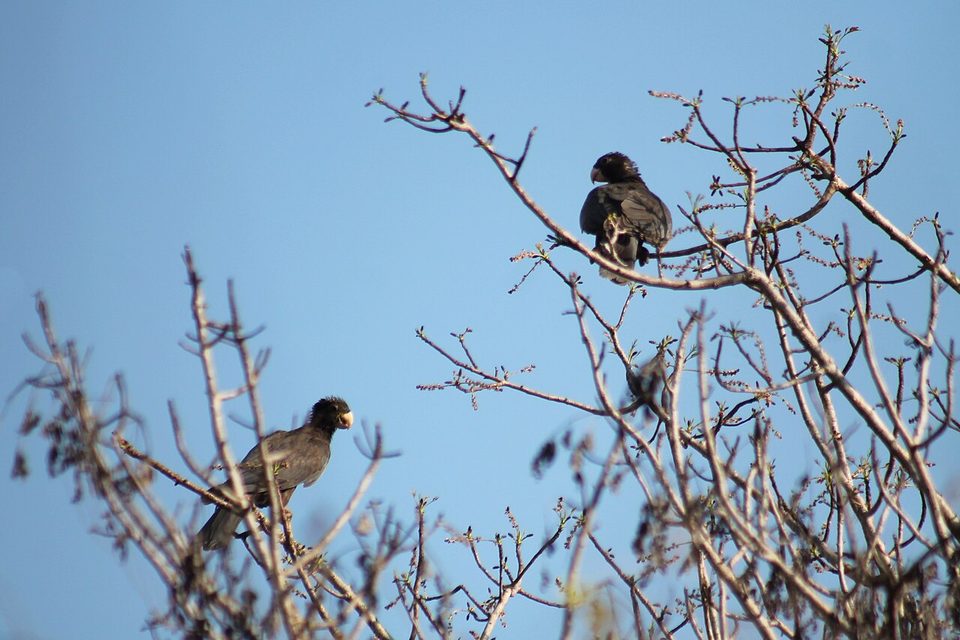 A greater vasa parrot perched among branches