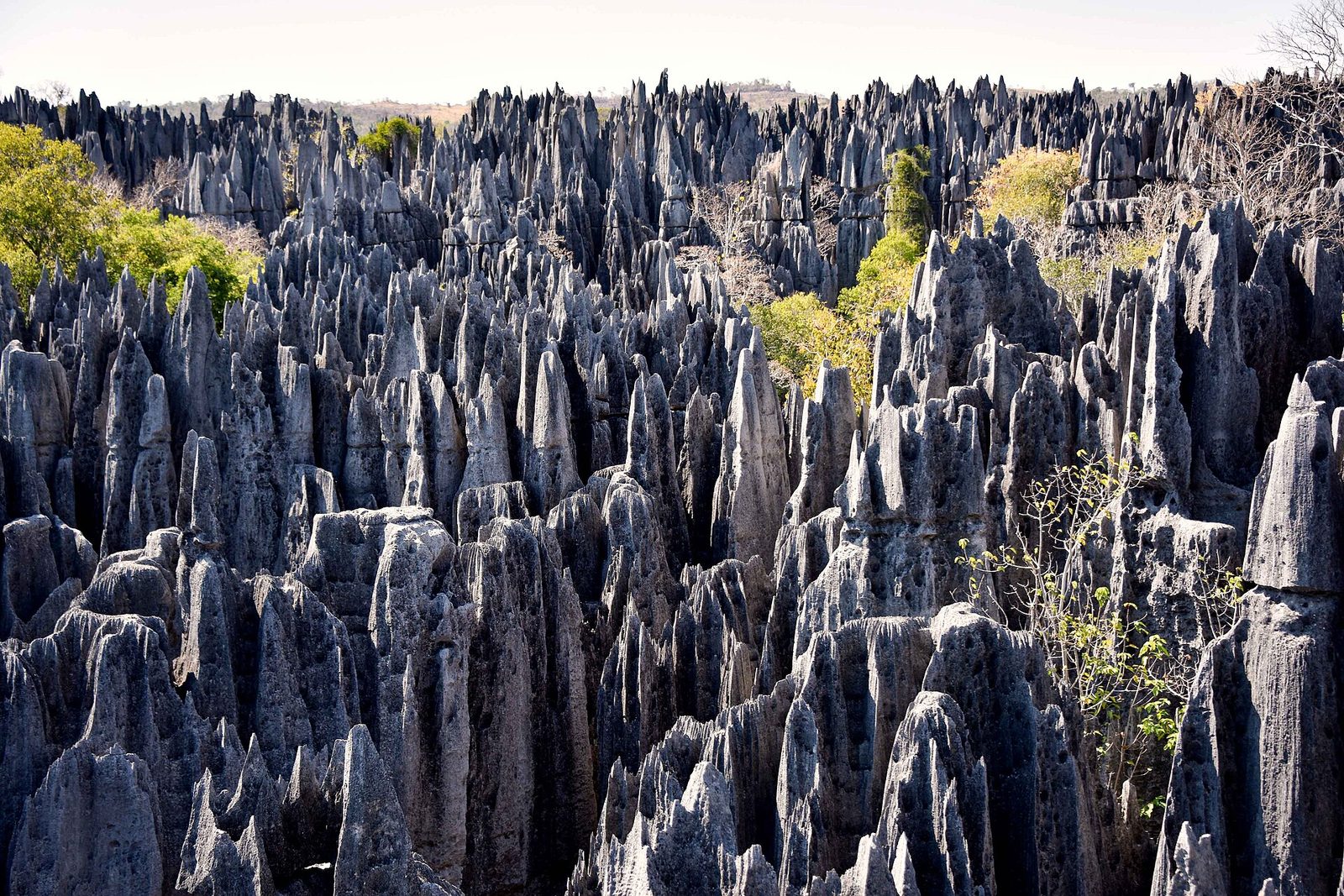 A dense field of grey limestone blades stretching to the horizon with green trees breaking through