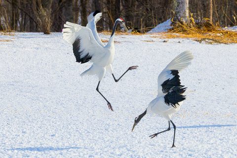 Two red-crowned cranes leaping and bowing on a snow-covered field, with bare trees behind