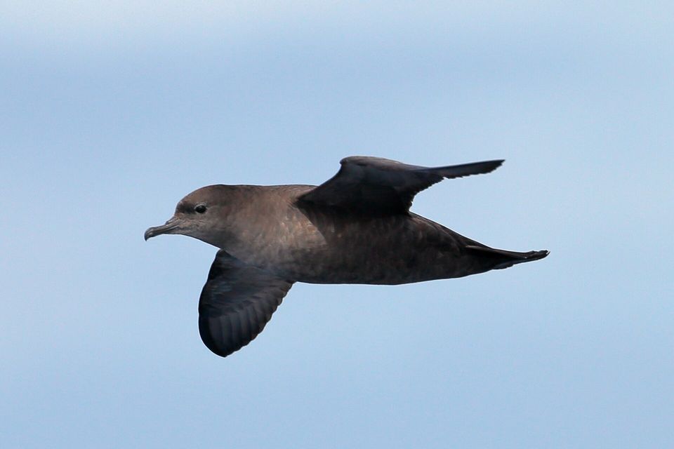 A dark brown seabird with long narrow wings gliding past against a pale sky