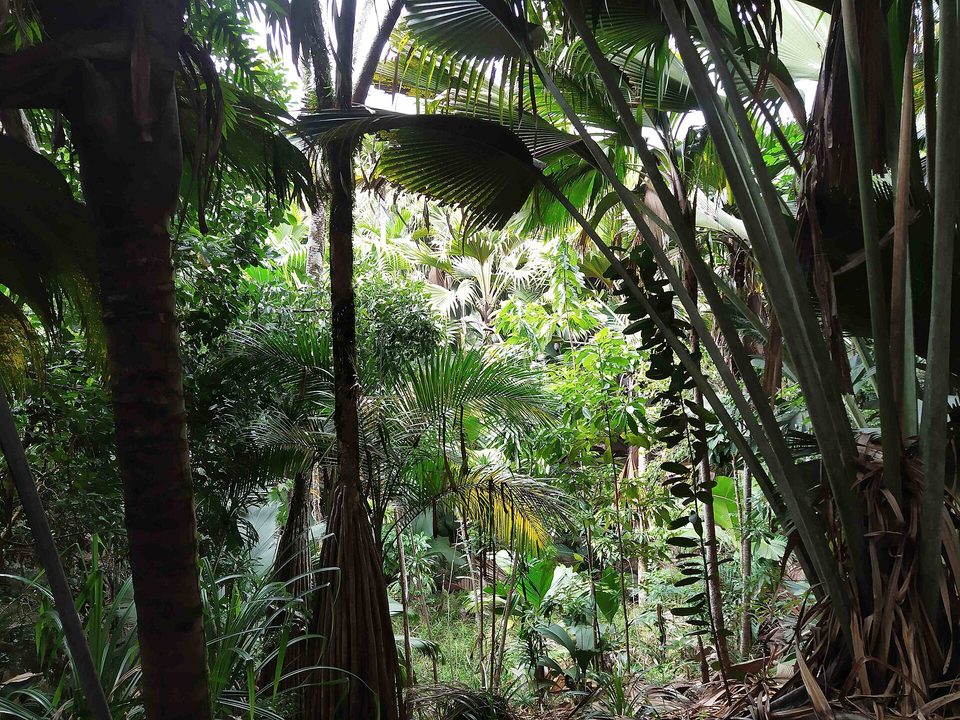 Palm trunks rising into a bright canopy of huge fan leaves