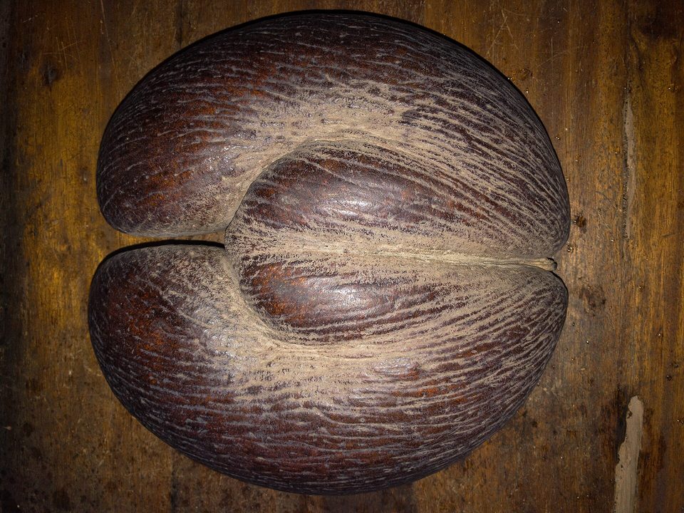 A large double-lobed brown nut filling the frame