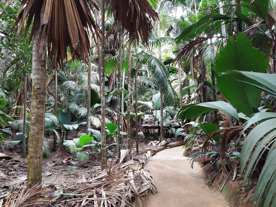 A path between palm trunks in dim green light