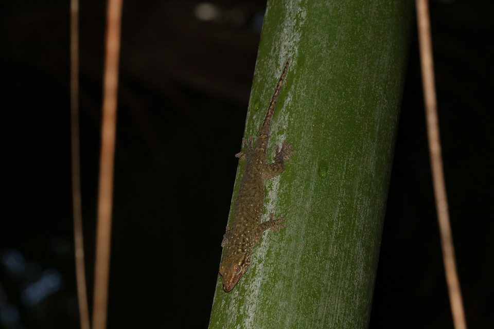 A small bronze-brown gecko on a green palm stem in the dark