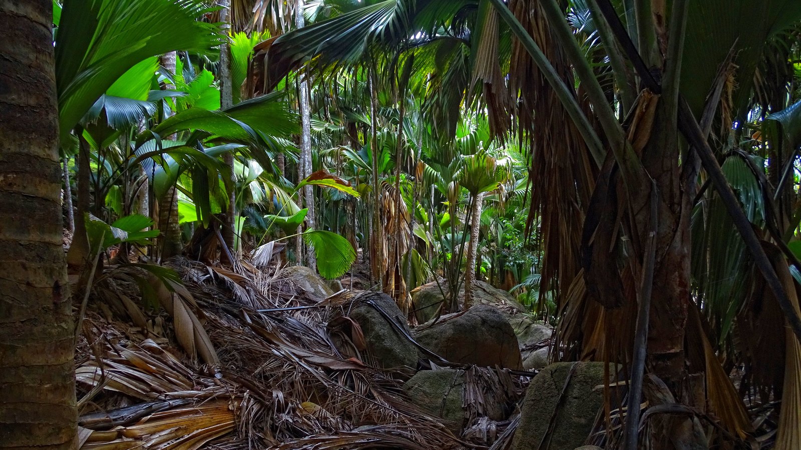 Dense palm forest of huge ribbed fan leaves crowding together, grey granite boulders and a deep litter of fallen brown fronds covering the ground below