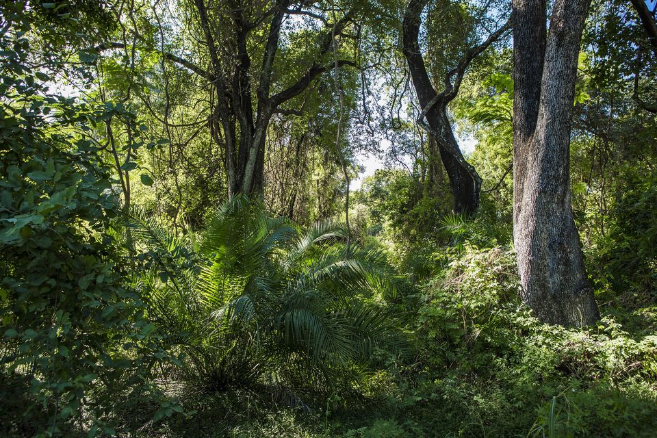 Tall trees, a palm and creepers in dense green rainforest with sunlight coming through the canopy