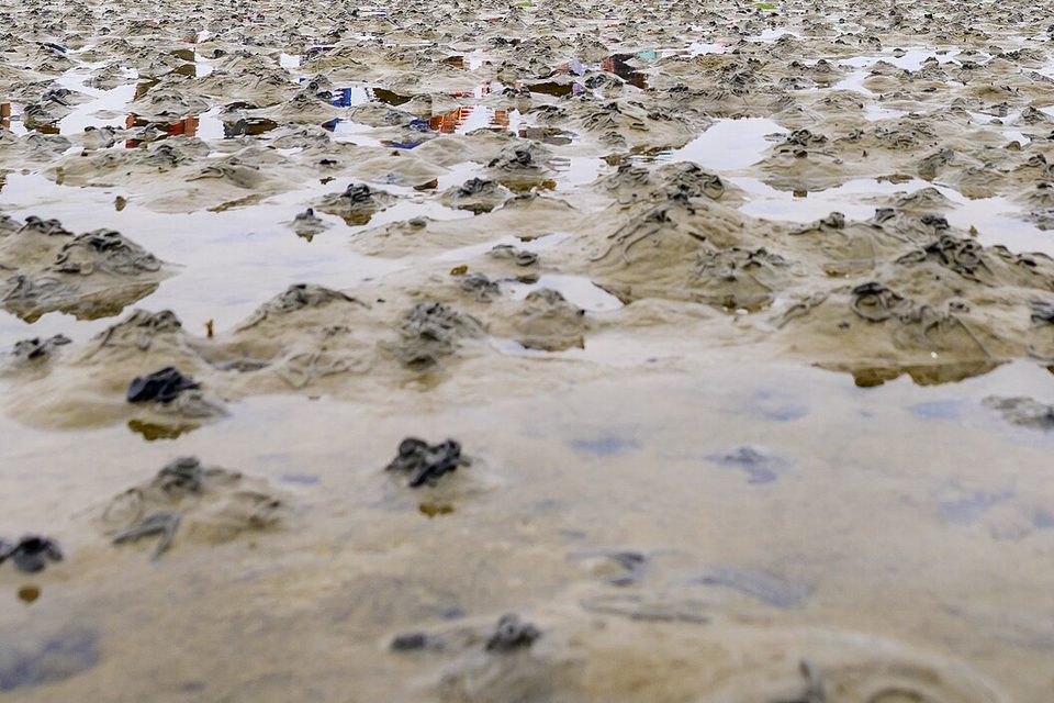 Lugworm casts and shallow pools on the exposed wet sand of the seabed at low tide