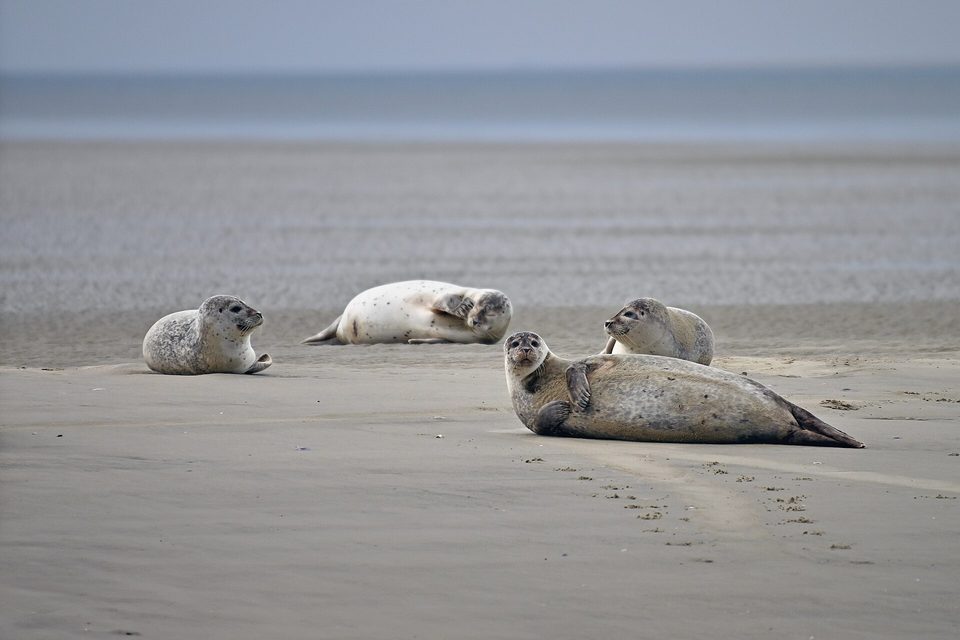 Harbour seals hauled out on a sandbank in shallow water