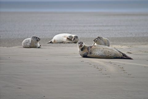 Harbour seals hauled out on a sandbank in shallow water