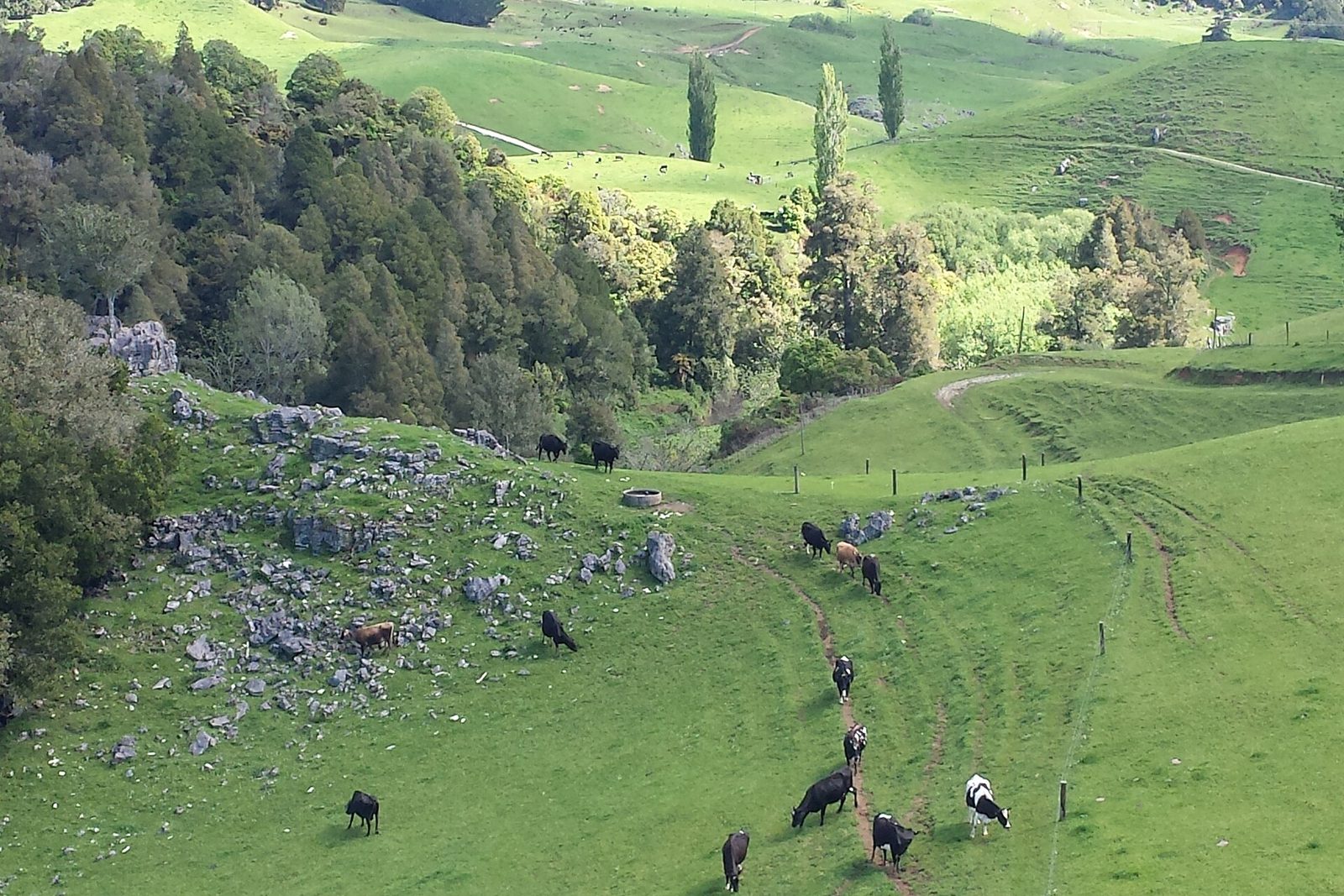Grey limestone outcrops break through a grazed green slope, bush and poplars in the folds of the land