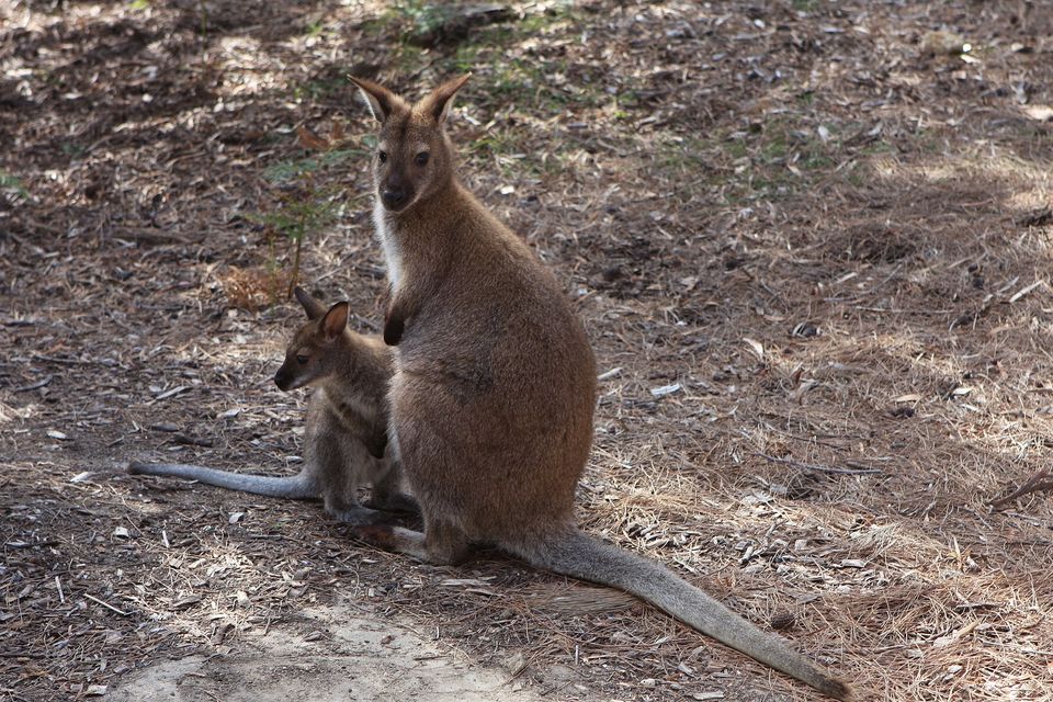 A red-necked wallaby standing upright with a young joey beside her on bark-strewn ground