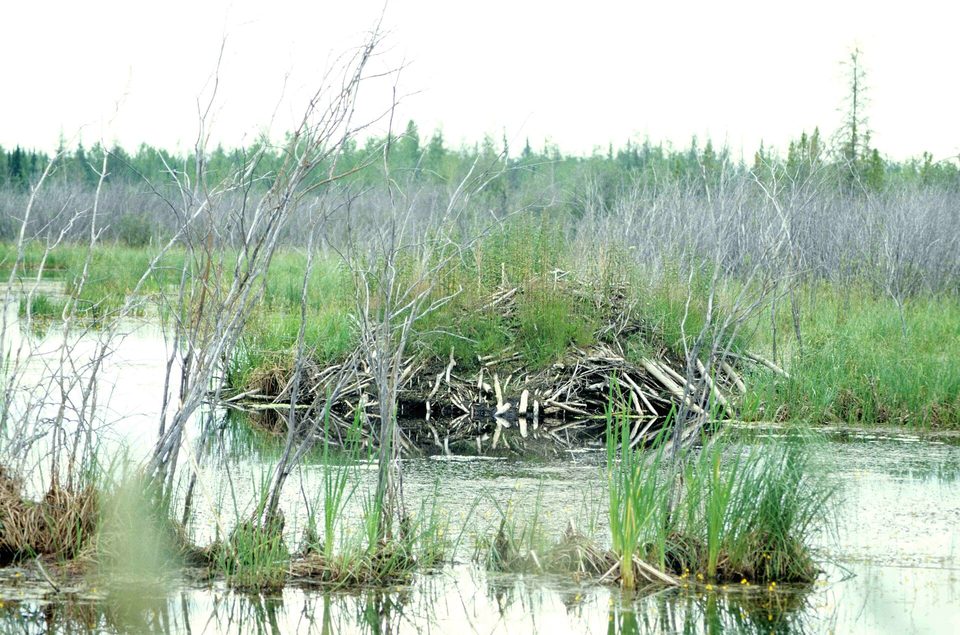 A dome of sticks and mud at the edge of still water