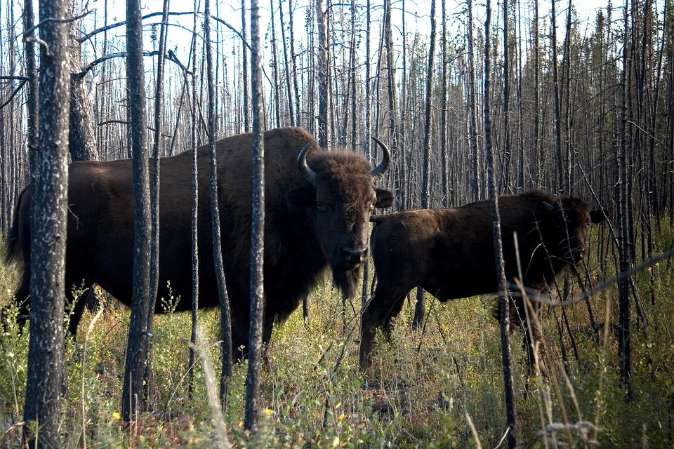 A wood bison and calf among burned trees in evening light
