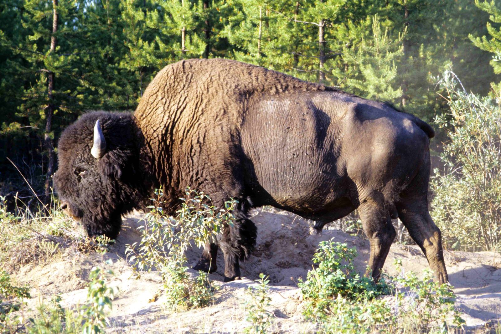 A wood bison bull with a shaggy dark hump grazes on pale sandy ground at the edge of dense spruce forest, low evening light across its flank