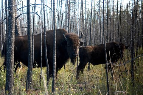 A wood bison and calf among burned trees in evening light
