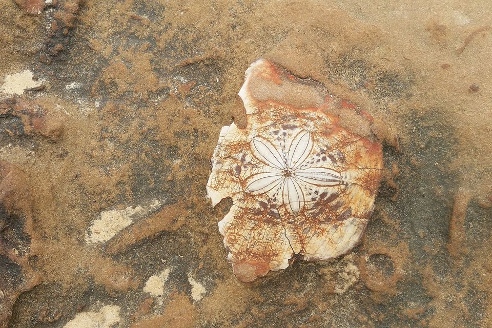 A cracked, rust-stained sand-dollar fossil with a five-petal pattern lies in brown sandstone, partly covered with grains