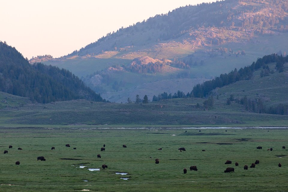 Dozens of dark bison scattered across a green valley floor below forested hills in soft dawn light