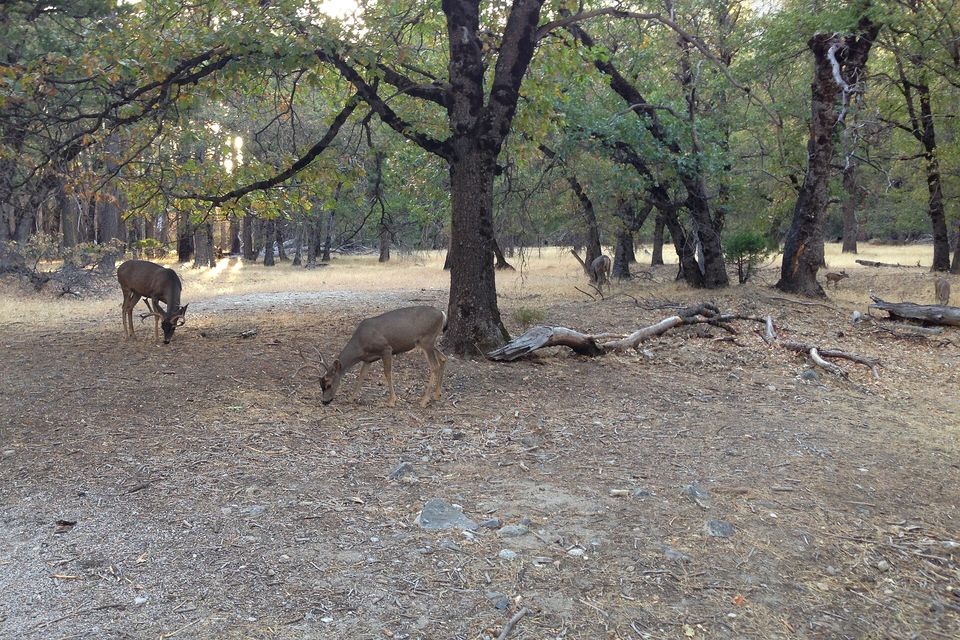 Two mule deer with their heads down on bare dusty ground beneath spreading oak trees, more deer among the trunks behind
