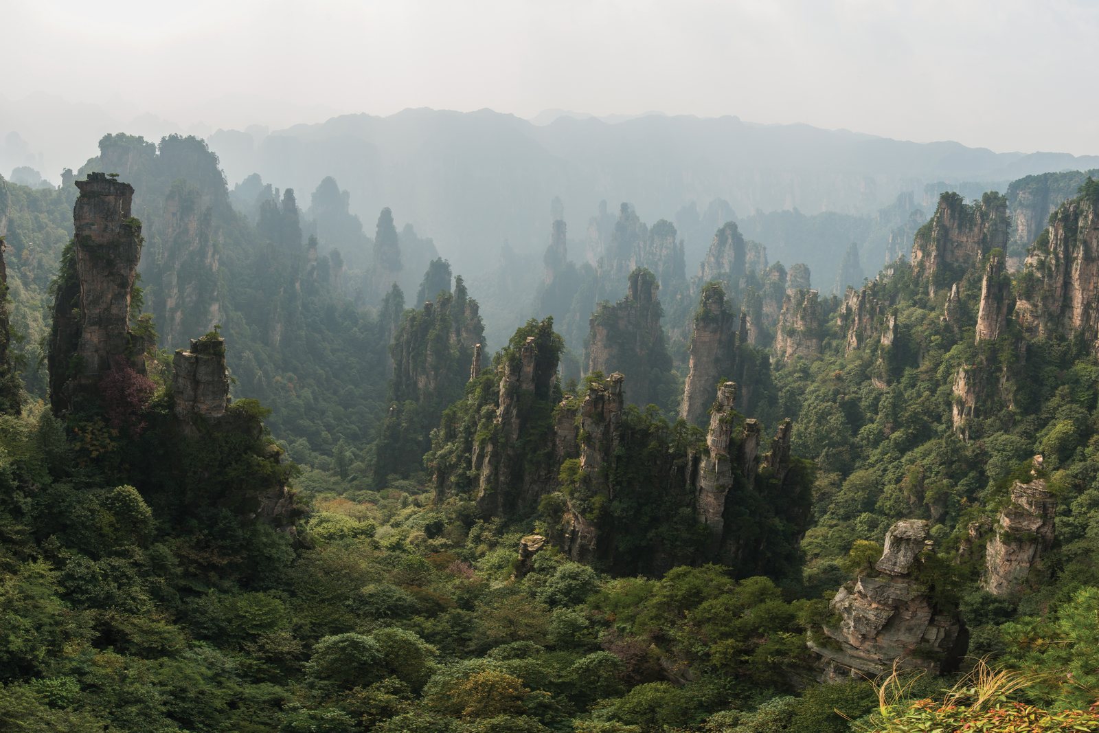 Dozens of free-standing sandstone pillars rising out of forested ravines in morning mist, trees on their tops and flanks, receding into haze